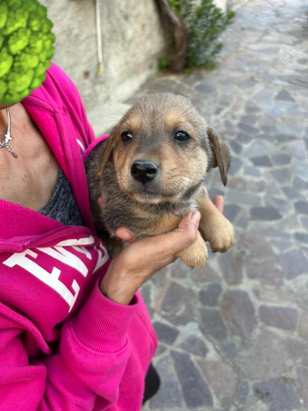 “Milo, il Cucciolo che Aspetta il Tuo Amore” 🐾 Foto 7